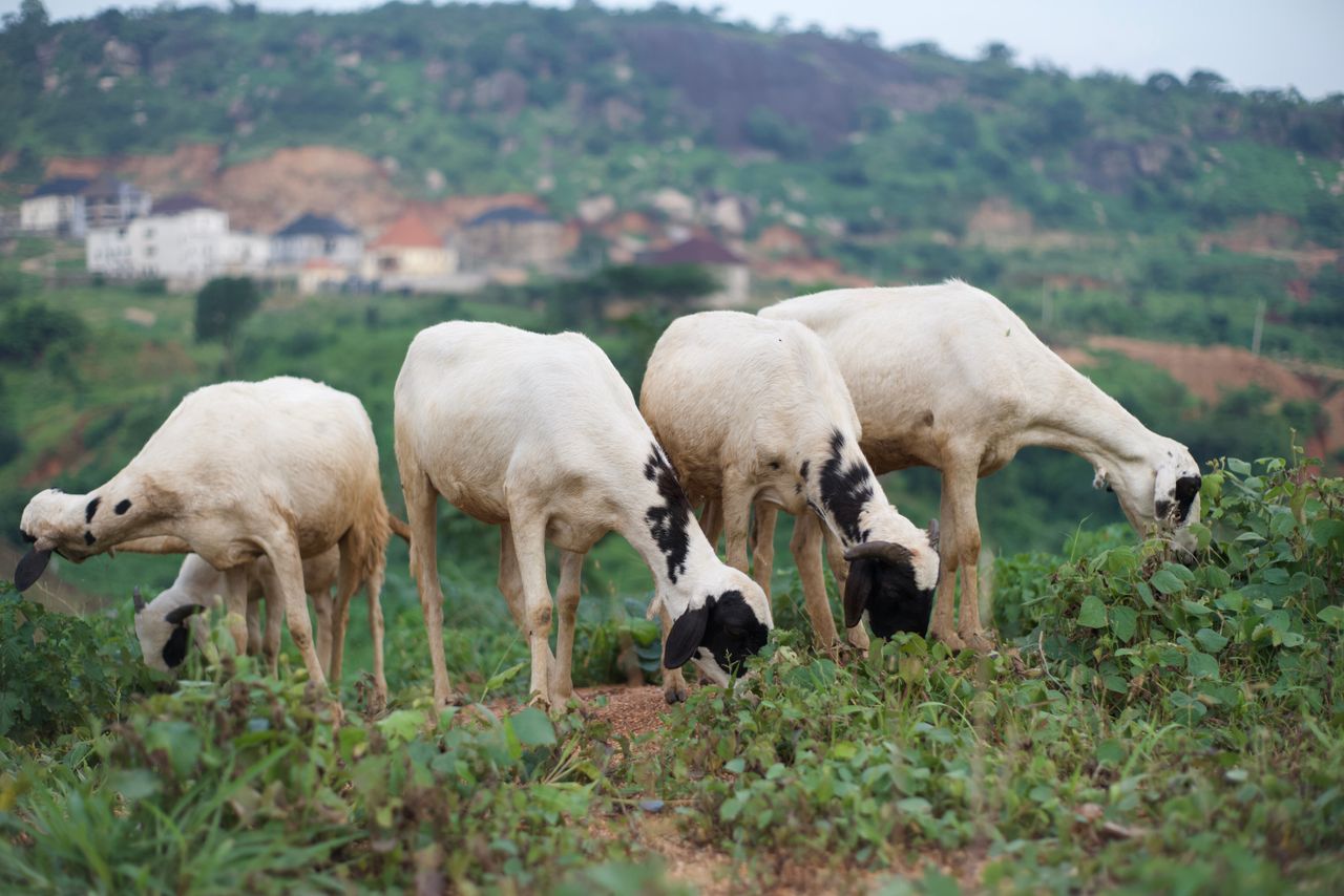 How to Start Sheep Farming in Nigeria