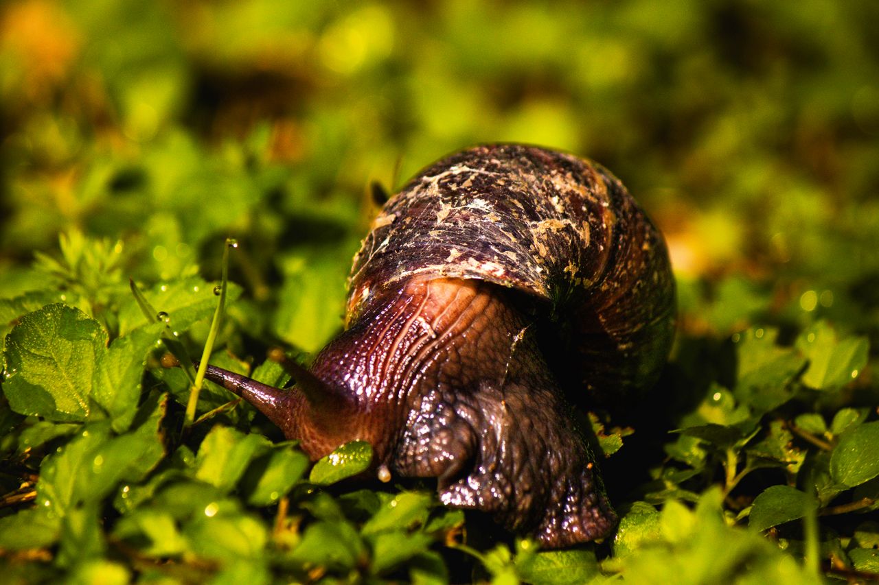 How to Start Snail Farming in Nigeria