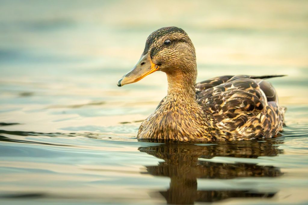 Close-up of a mallard duck gracefully floating on peaceful water during the day.