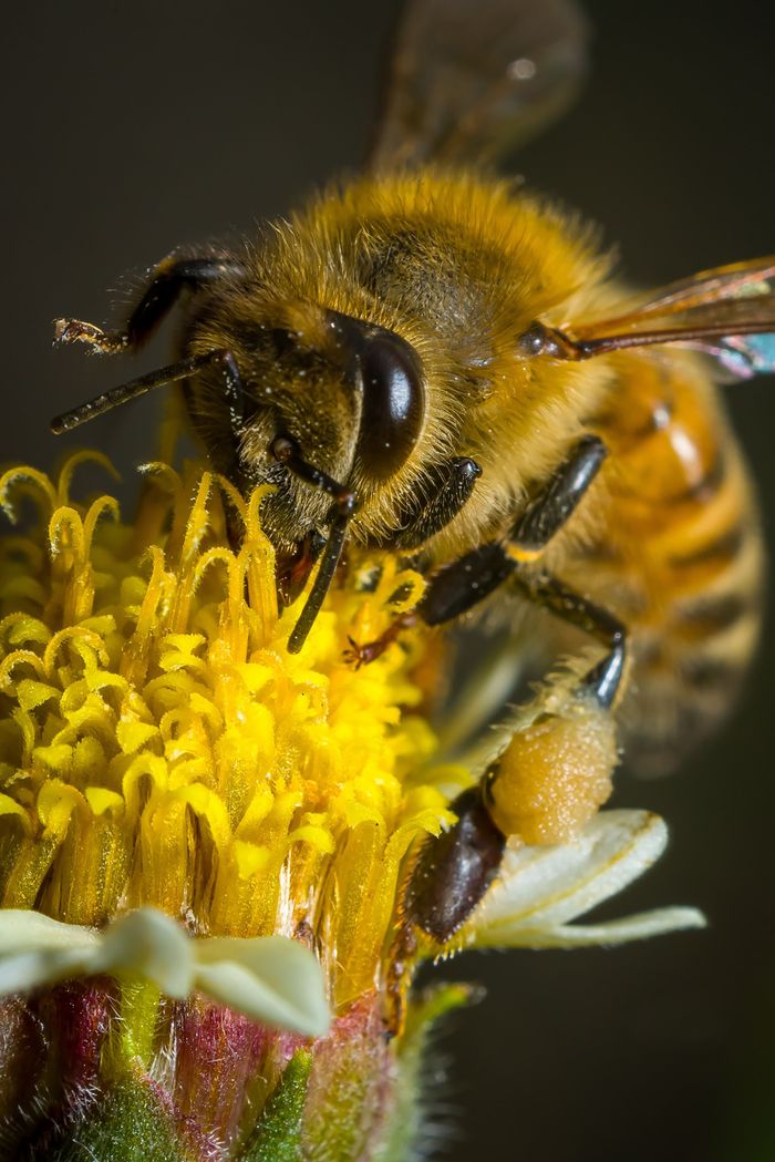 How to Start Beekeeping in Nigeria